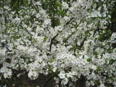 Virágzik a kökény