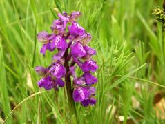 Agárkosbor (védett!)