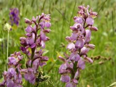 Agárkosbor (védett!)