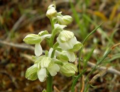 Agárkosbor fehérben (védett!)