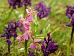 Agárkosbor (védett!)