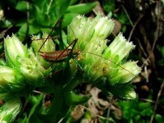 Kövirózsa virág (védett)