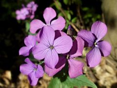 Kerti holdviola (védett!)