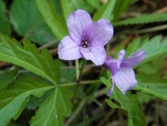 Ikrás fogasír (védett!)