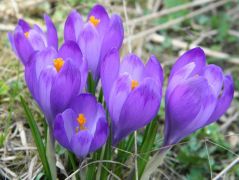 Kárpáti sáfrány (védett!)