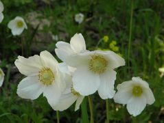 Erdei szellőrózsa (védett!)