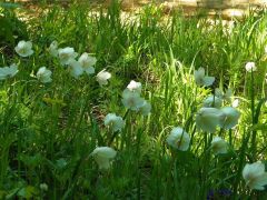 Erdei szellőrózsa (védett!)