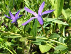 Pusztai meténg (védett!)