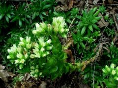 Kövirózsa (védett)