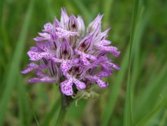 Tarka kosbor (védett)