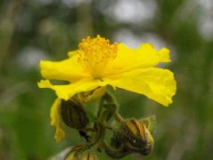 Közönséges napvirág