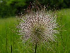 Leánykökörcsin (védett!)