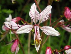 Nagyezerjófű (védett!)