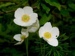 Erdei szellőrózsa (védett!)