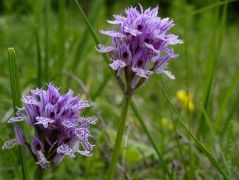 Tarka kosbor (védett!)