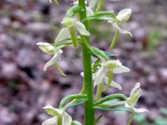 Kétlevelű sarkvirág (védett!)