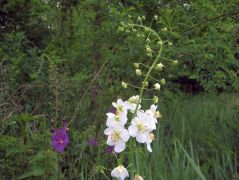 Lila ökörfarkkóró fehérben