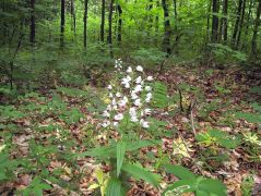 Kardos madársisak (védett!)