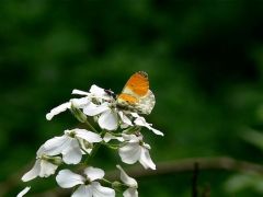 Holdviola (védett!) - vendégekkel