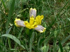 Tarka nőszirom (védett!)