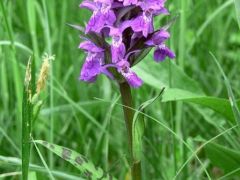 Széleslevelű ujjaskosbor (védett!)