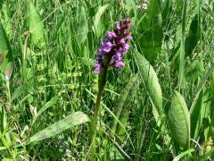 Széleslevelű ujjaskosbor (védett!)