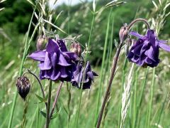 Közönséges harangláb (védett!)