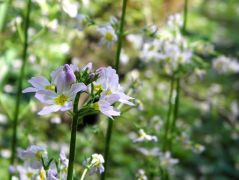 Békaliliom (védett!)