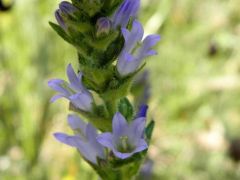 Hosszúfűzérű harangvirág