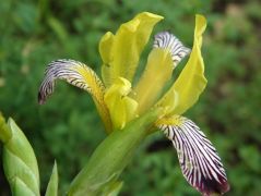 Tarka nőszirom (védett!)