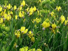 Tarka nőszirom (védett!)