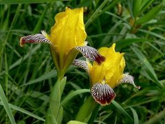 Tarka nőszirom (védett!)