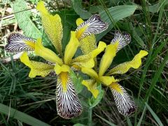 Tarka nőszirom (védett!)