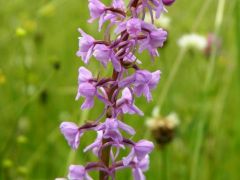 Szunyoglábú bibircsvirág (védett!)