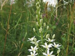 Nyulánk sárma (védett!)