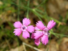 Réti szegfű (védett!)