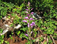 Piros madársisak (védett!)