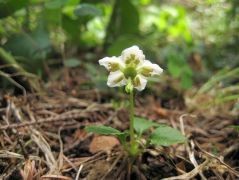 Egyvirágú körtike (védett!)