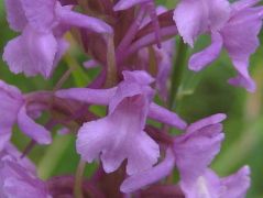 Szunyoglábú bibircsvirág (védett!)