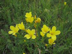 Sárga len (védett!)