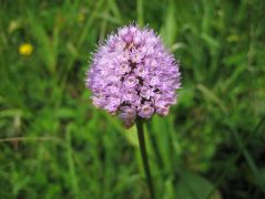 Gömböskosbor (fokozottan védett!)