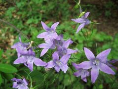 Terebélyes harangvirág