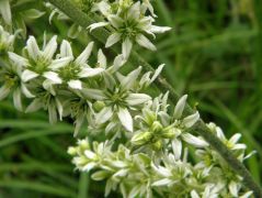 Fehér zászpa (védett!)