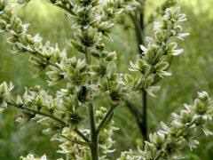 Fehér zászpa (védett!)