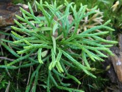 Közönséges laposkorpafű (védett!)