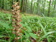 Madárfészek kosbor (védett!)