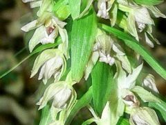 Csőrös nőszőfű (védett!)