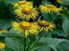 Teleki virág (védett!)