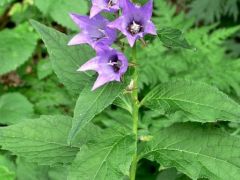 Széleslevelű harangvirág (fokozottan védett!)