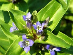 Szent László tárnics (védett!)